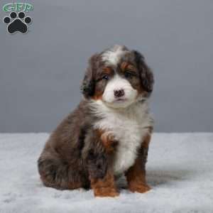 Honey, Mini Bernedoodle Puppy